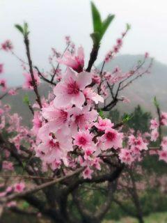 那年花开月正圆 电视剧